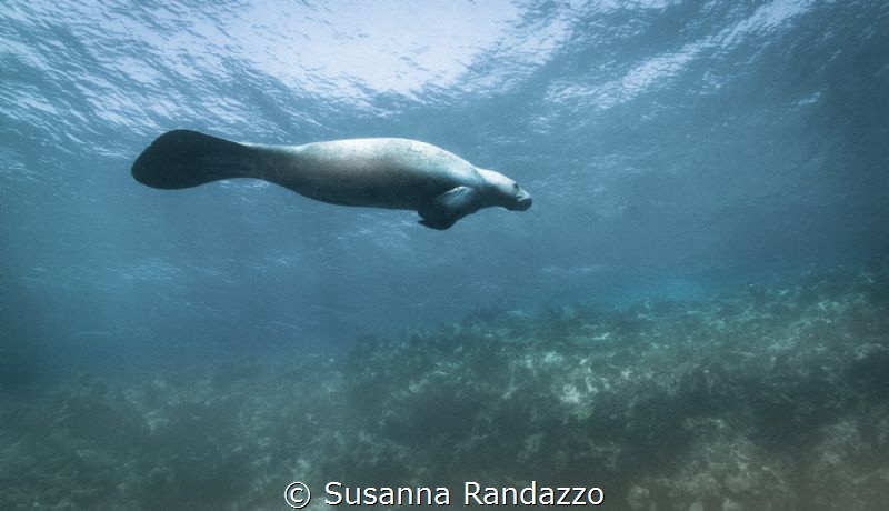 Manatee encounter,La Poza-Xcalak by Susanna Randazzo 