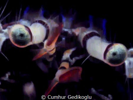 Pagurus anachoretus
STARING at my camera by Cumhur Gedikoglu 