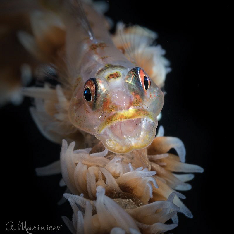 Whip Coral Goby by Aleksandr Marinicev 