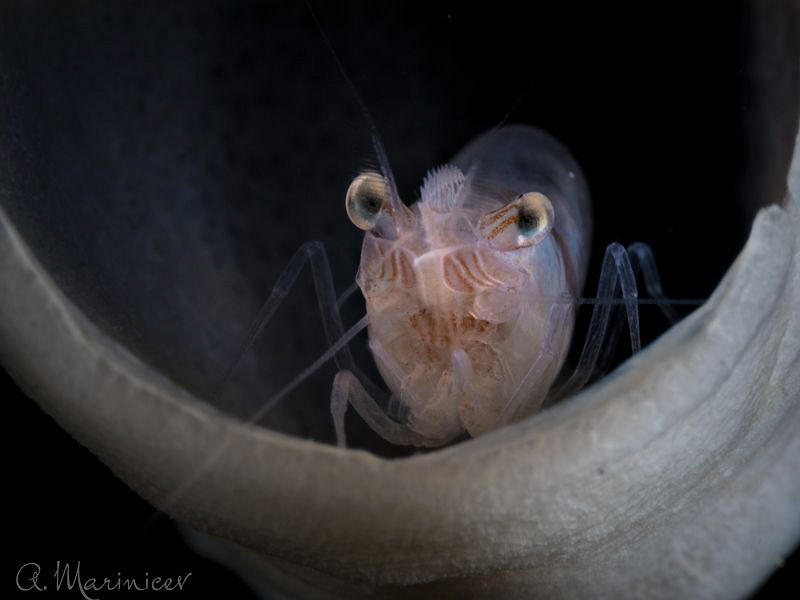 Sponge Snapping Shrimp
Anilao, Philippines
Nauticam,Oly... by Aleksandr Marinicev 