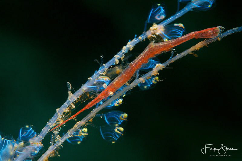 Ocellated Tozeuma (tozeuma lanceolatum) by Filip Staes 
