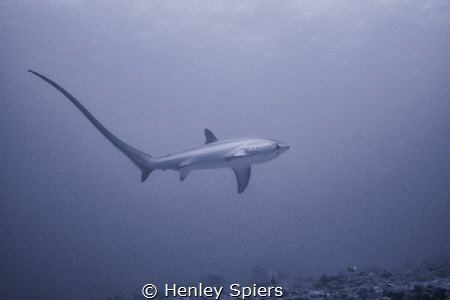 Thresher Time by Henley Spiers 