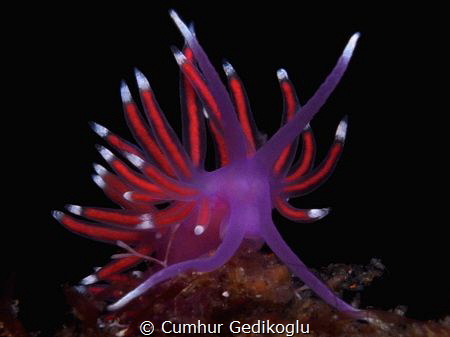 Flabellina pedata
SO BRAVE by Cumhur Gedikoglu 