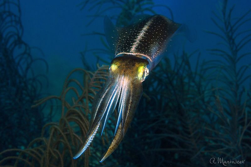Squid, Bonaire by Aleksandr Marinicev 