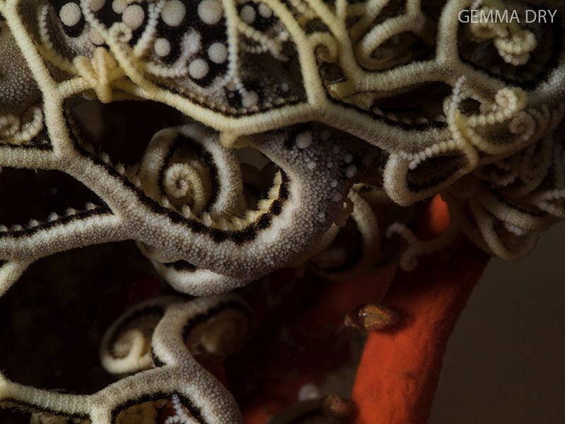 -- Basket Star and Amphipods --
Olympus EM1 MK1, 60mm ma... by Gemma Dry 