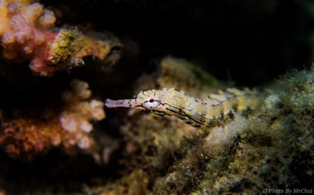 Title: Feel alone
name: Network Pipefish (Corythoichthys... by Mr Chai 