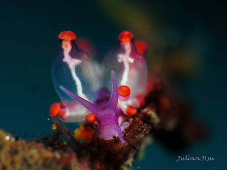 Colorful Bubbles
@Tulamben by Julian Hsu 