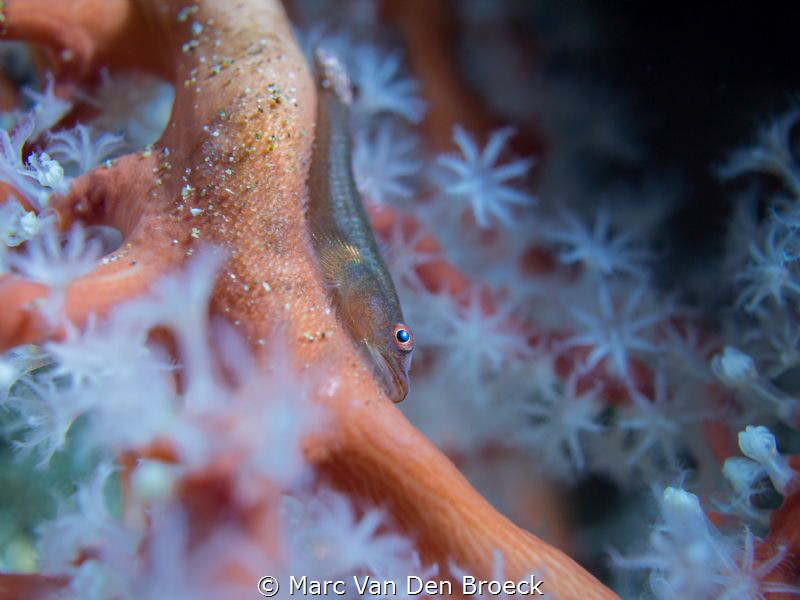 do not touch my eggs by Marc Van Den Broeck 