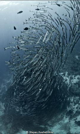 Fish tornado by Stepan Reshetnikov 