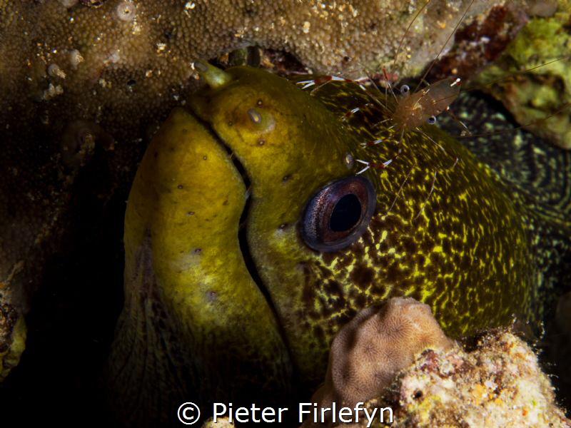 Moray eel with cleaner shrimp by Pieter Firlefyn 