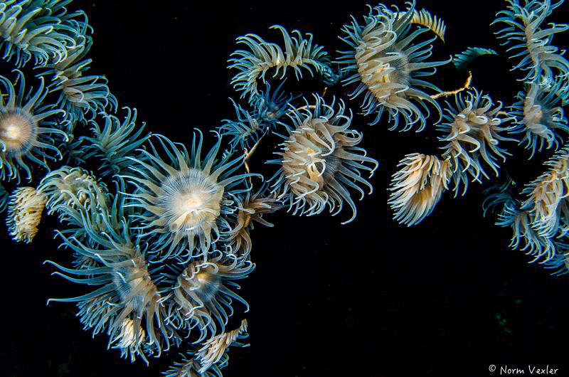 Cup Coral in Komodo by Norm Vexler 