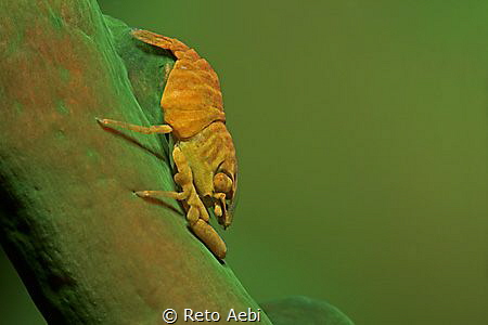 Little Shrimp on a green Coral. by Reto Aebi 