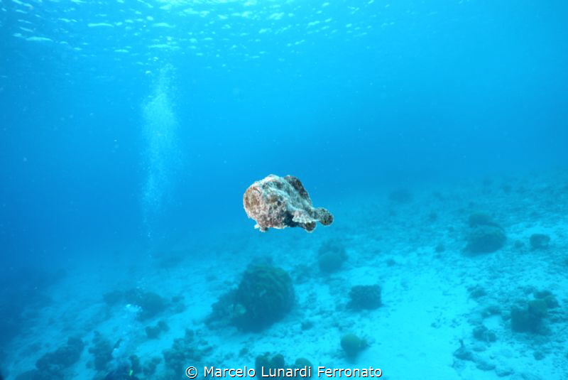Rare moment by Marcelo Lunardi Ferronato 