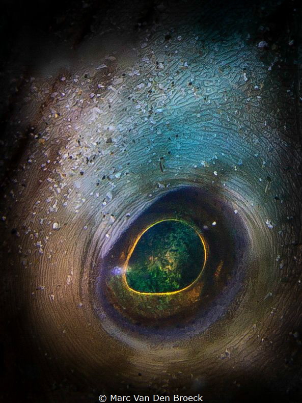 bigeye by Marc Van Den Broeck 