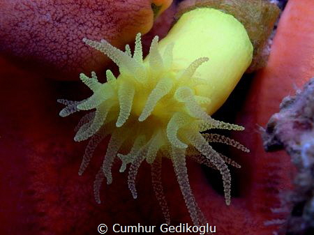 Leptopsammia pruvoti
SUNSET CUP CORAL by Cumhur Gedikoglu 