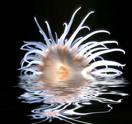 'ANEMONE VISION' Micronesia. Housed Nikon F; Niko Mar III... by Rick Tegeler 
