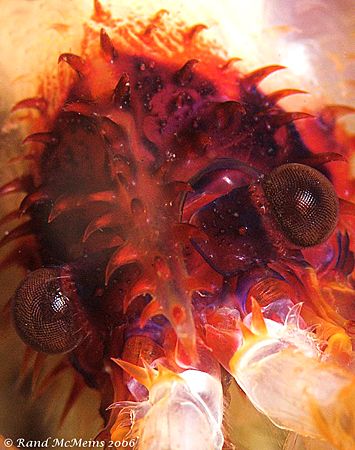 The FLY! Ok, it's really a Banded shrimp. D2x 105mm 2xtc ... by Rand Mcmeins 