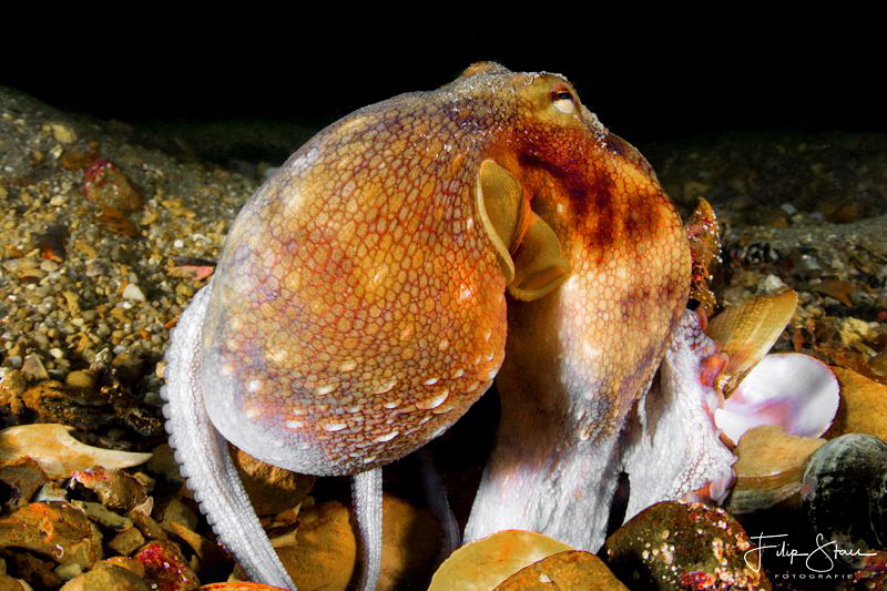 Curious octopus, False bay, South Africa. by Filip Staes 