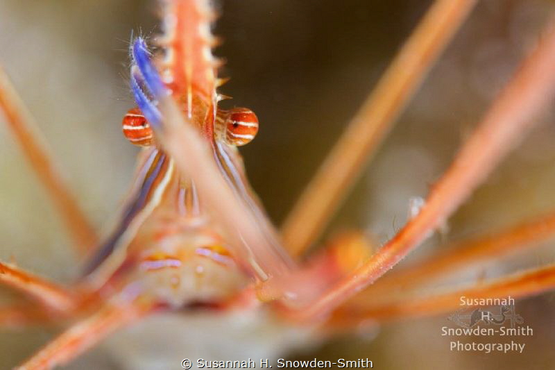 "Hamlet"

An arrow crab strikes a Shakespearean pose. by Susannah H. Snowden-Smith 