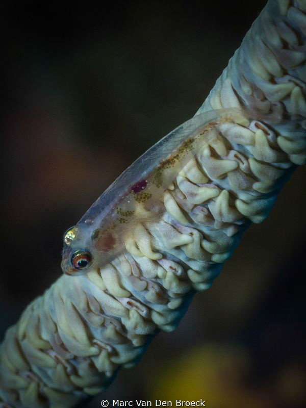 transparent by Marc Van Den Broeck 