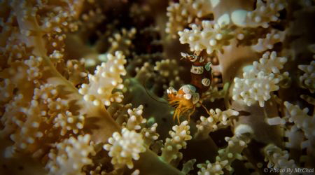 Title: Squat shrimp forest hide

NAME: squat fish anemo... by Mr Chai 