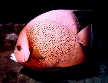 French Angel - Roatan Honduras - Reefmaster FILM camera -... by Tiffany Pacileo 