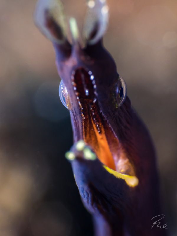 Juvenile ribbon eel on fire by Philippe Eggert 