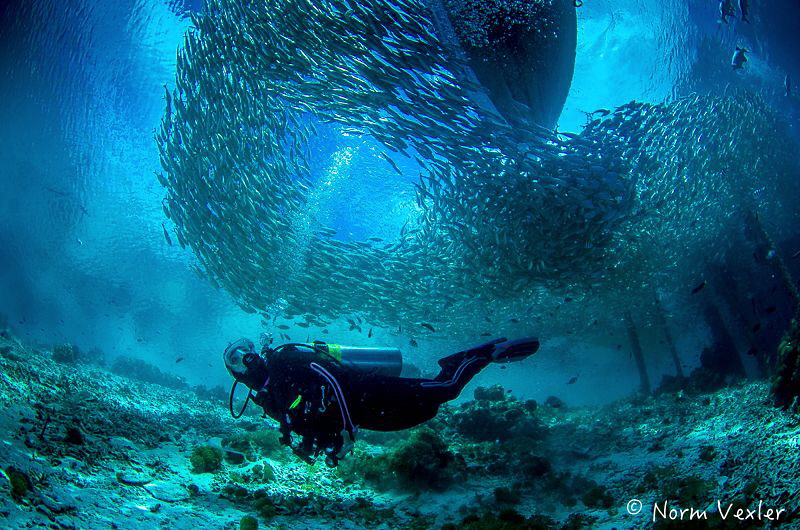 Amazing schools of fish at Arborek Village, Raja Ampat. by Norm Vexler 
