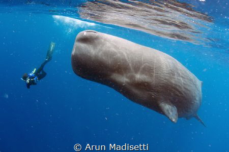 Photographer and Sperm Whale (taken under permit) by Arun Madisetti 