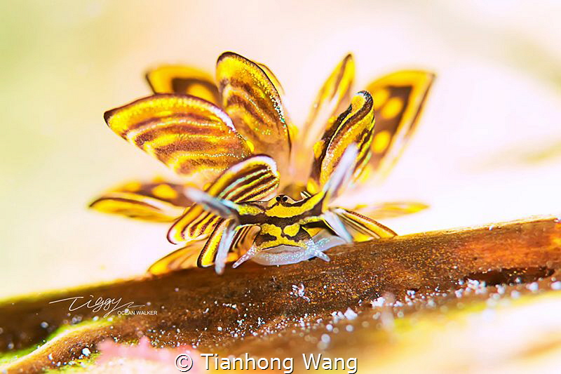 The "butterfly" look like acts the part of the heroine by Tianhong Wang 