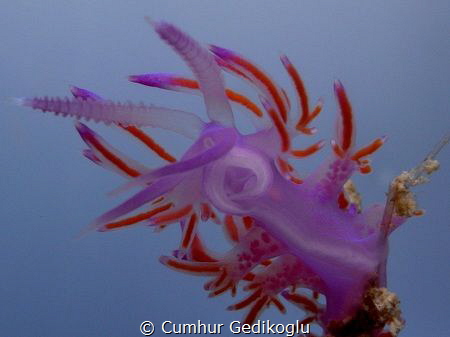 Flabellina affinis
VIOLET by Cumhur Gedikoglu 