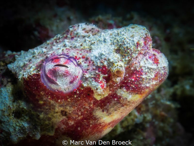 redeal by Marc Van Den Broeck 
