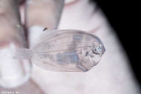 Transparent
Location : Anilao Philippines
Canon EOS1D X... by Yung Sen Wu 