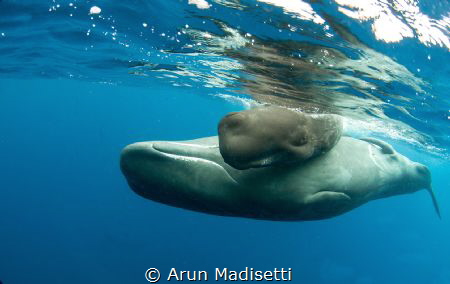 adolescent male and calf forming a close family bond. Tak... by Arun Madisetti 