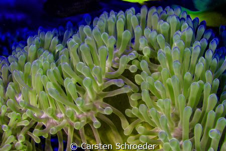 Anemone by Carsten Schroeder 