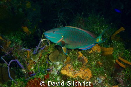 A Stoplight Parrotfish(terminal phase) in the waters off ... by David Gilchrist 
