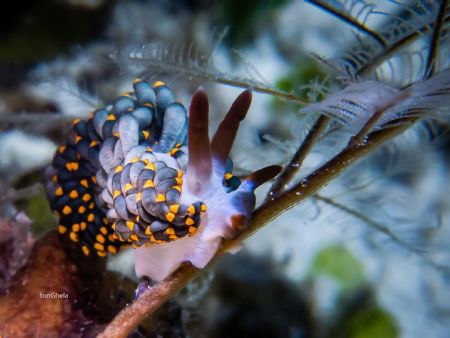Cuthona sp. by Ton Ghela 
