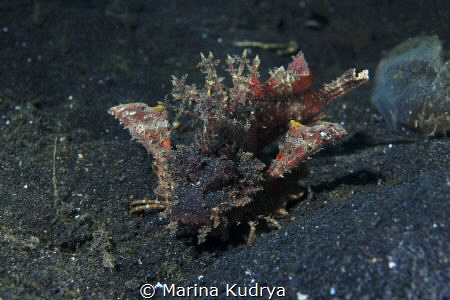 Demon stinger (Inimicus didactylus) is also known as Gobl... by Marina Kudrya 