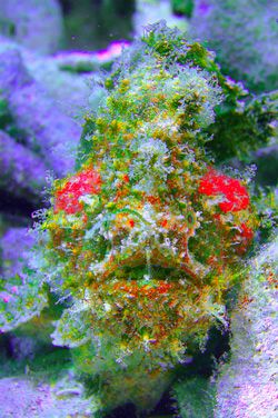 Hairy Frogfish. MABUL Island
D70,105mm by Frankie Tsen 