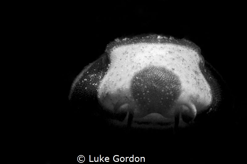 Juvenile Brown-Banded Bamboo Shark in Indonesia by Luke Gordon 
