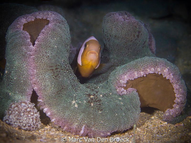 Purple clown by Marc Van Den Broeck 
