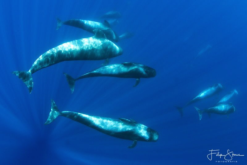 Pilot whales,Pico, Azores. by Filip Staes 