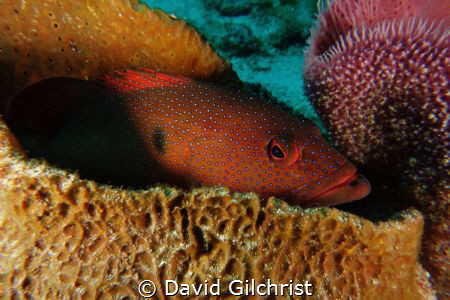 A Coney tries to remain hidden among Sponge in Cozumel. by David Gilchrist 