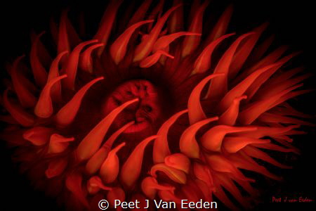 The fallen sun by Peet J Van Eeden 
