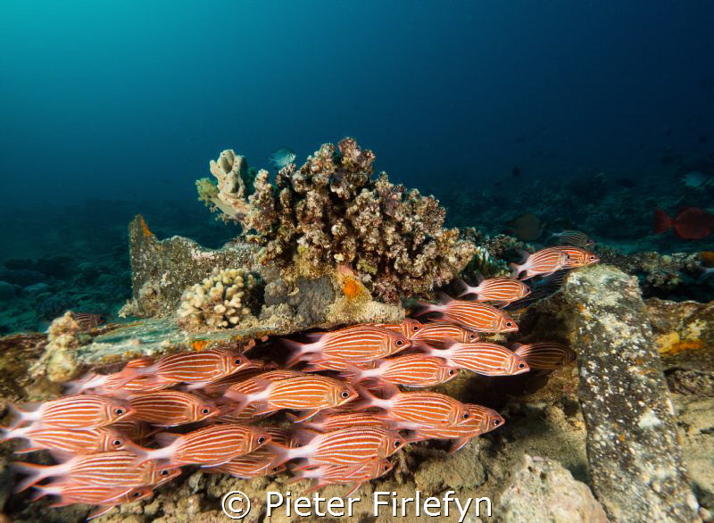 marine life by Pieter Firlefyn 