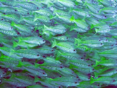 Bigeye snappers floating above the reef by Gordana Zdjelar 