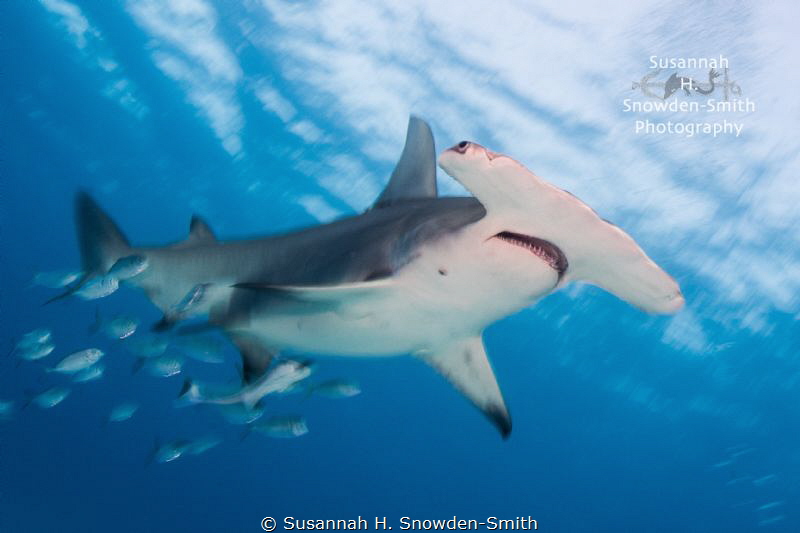 "Charging In"
I used a slow shutter to highlight the mot... by Susannah H. Snowden-Smith 