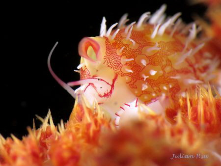 Ovula ovum (egg cowrie)
@Tulamben by Julian Hsu 