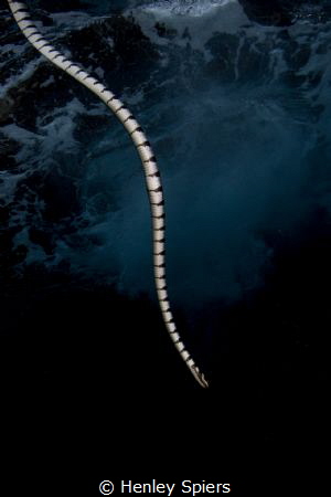 Banded Sea Krait in Choppy Water by Henley Spiers 