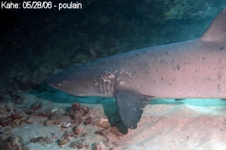 I initially thought the markings to be some type of skin ... by Glenn Poulain 